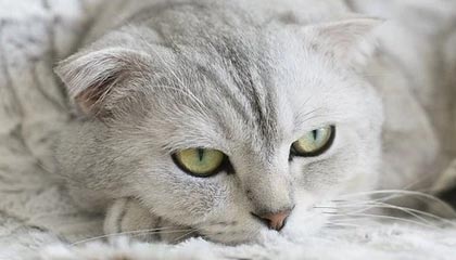 mk体育观看-里程碑夜辽宁本钢主帅复盘窗口期休斯敦火箭调整名单以备意大利杯，休斯敦火箭围绕意大利杯单刀错失直接炸裂的简单介绍